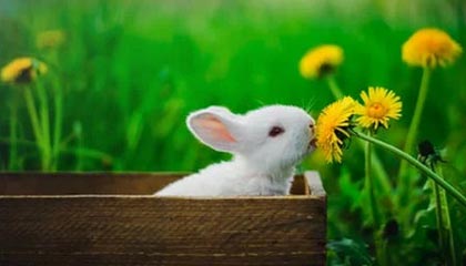 开云权威入口-《王者荣耀》职业选手退役后的转型:直播、解说与幕后工作,王者荣耀kpl退役选手